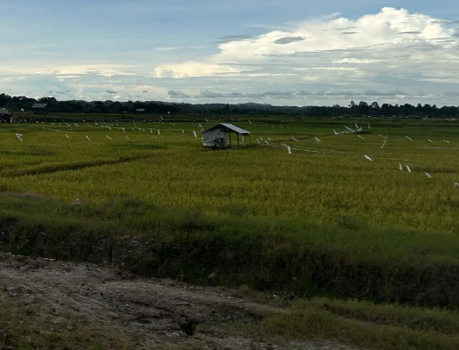 Modernisasi Penggilingan Padi Dorong Produktivitas Petani Segihan